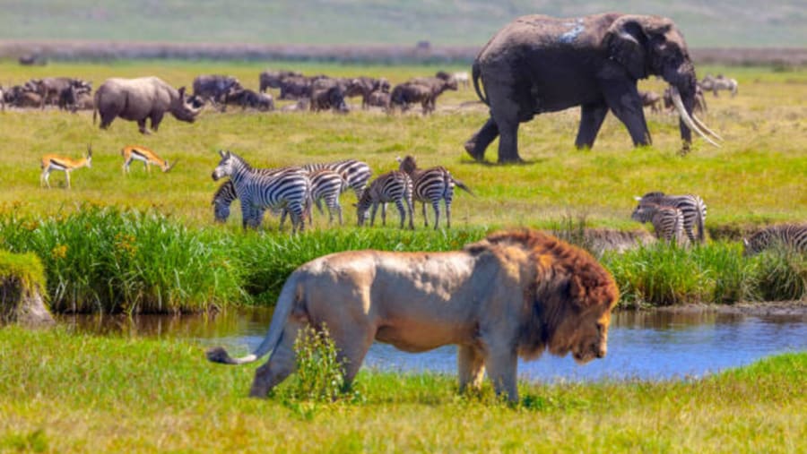 African Heartbeat Escape