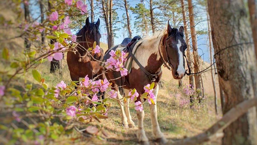 American Paint Horse