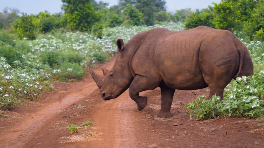 View the African rhino at Lake Nakuru