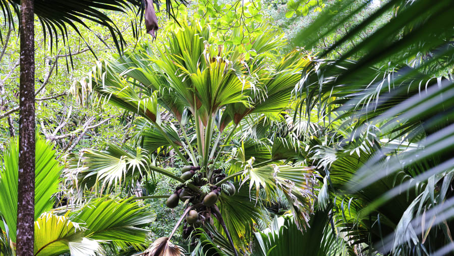 Praslin, Seychelles