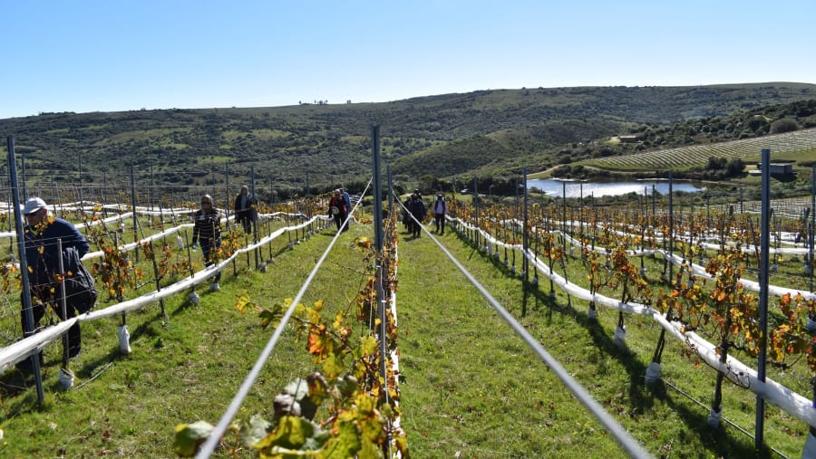 Sacromonte vineyards