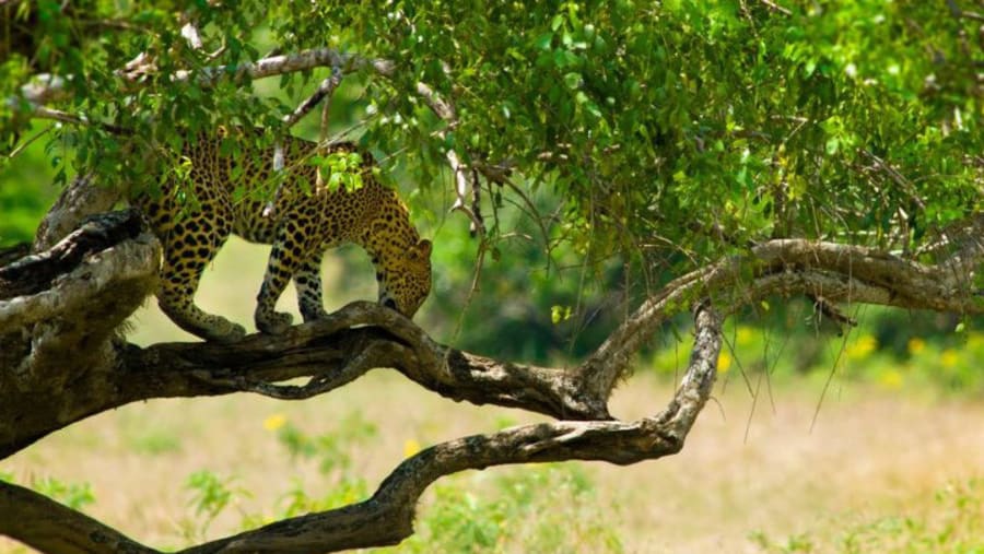 Yala National Park