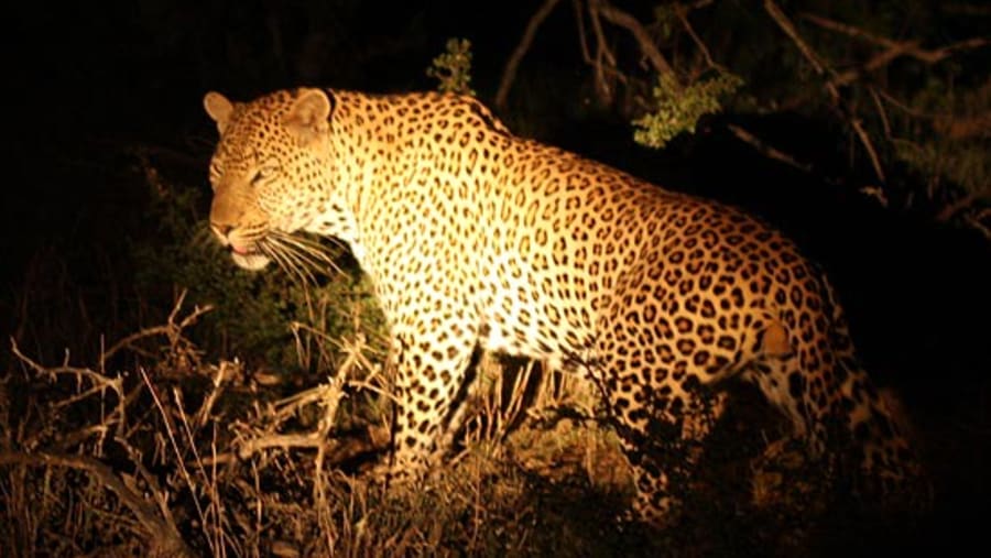 Wildlife Safari Tour