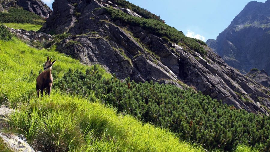 Mountain Goat on Tatra