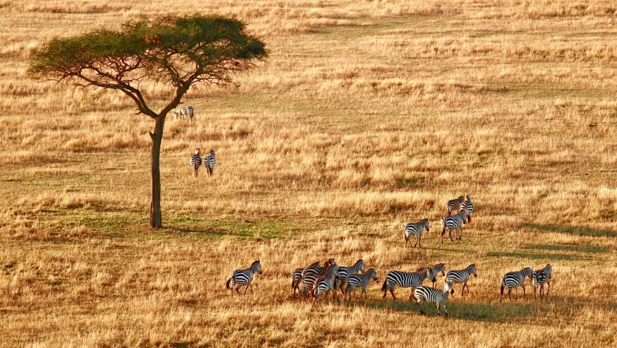 Watch Spectacular Herd of Zebras in Serengeti