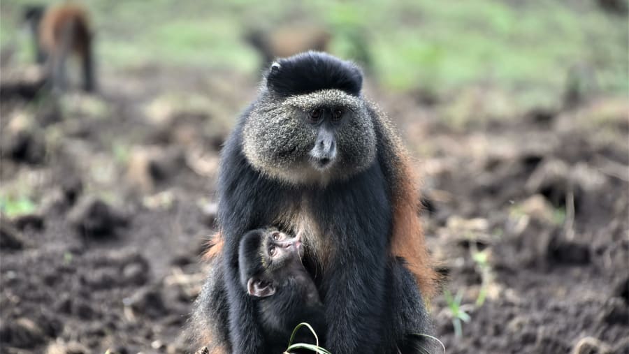 Bisoke Hike & Golden Monkey Trekking