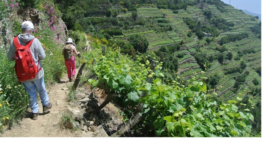 Hike thorough Italian vineyards