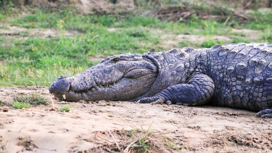 Crocodile at Chitwan National Park