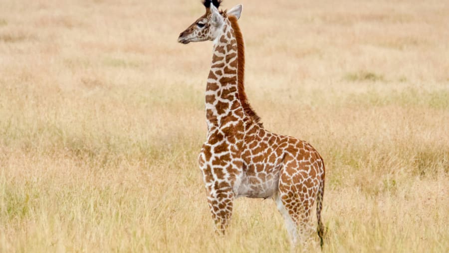 Witness the enchanting wildlife amidst dense savannahs