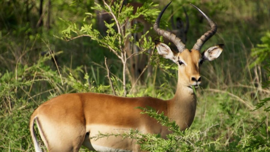 Kibale National Park Safari