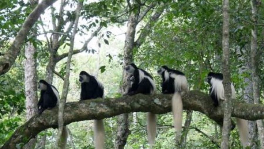Spot Monkeys in Arusha National Park