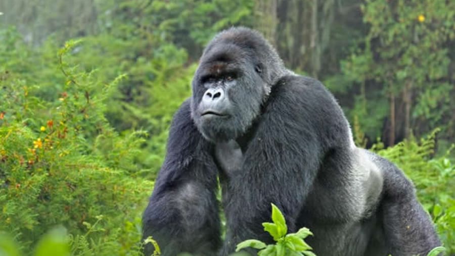 Gorillas spotted in Bwindi Impenetrable Forest