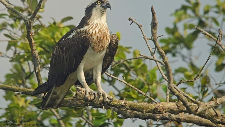 Wildlife at Sunderbans