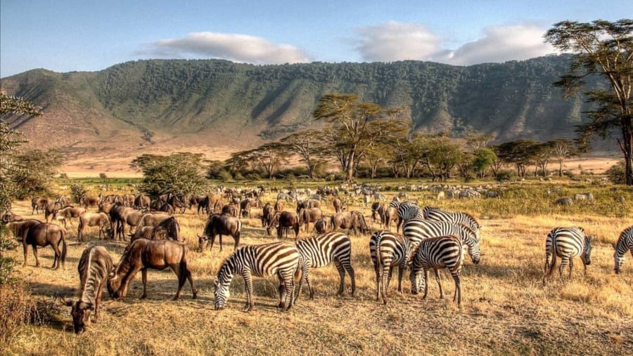 Tanzania Safari