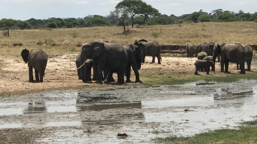 Elephants at Serengeti National Park