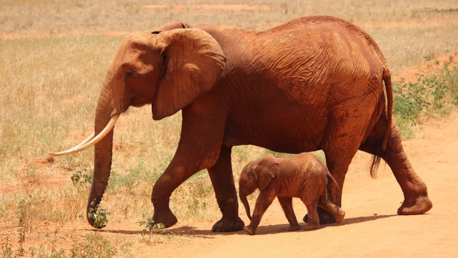 Baby elephant with its mother