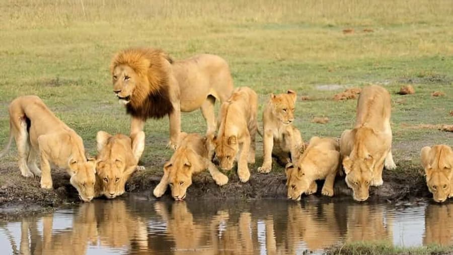 Spot the African lion