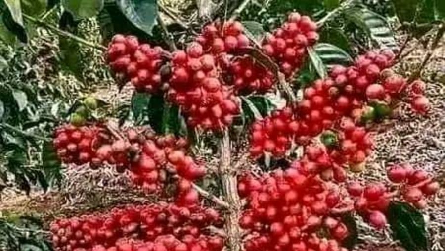 Coffee beans