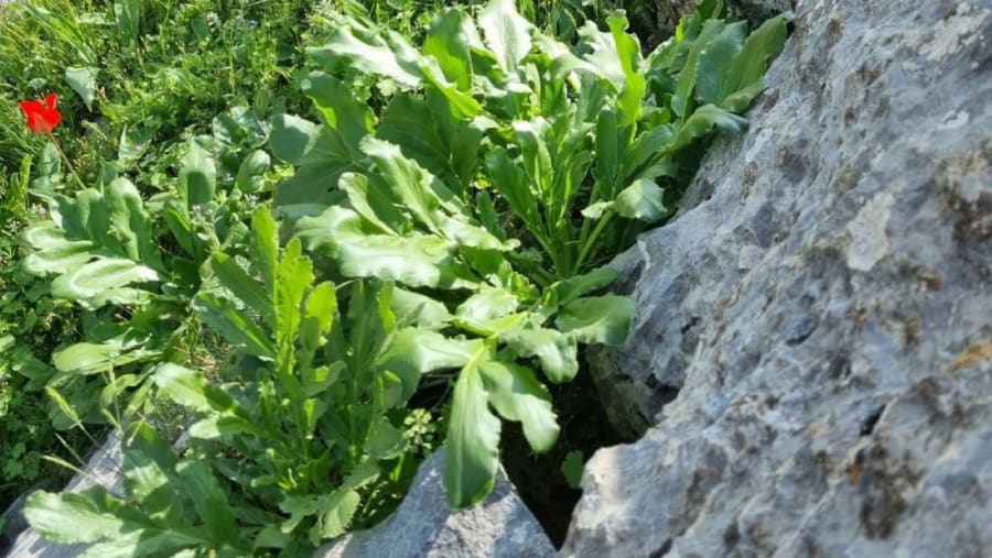 Vegetation