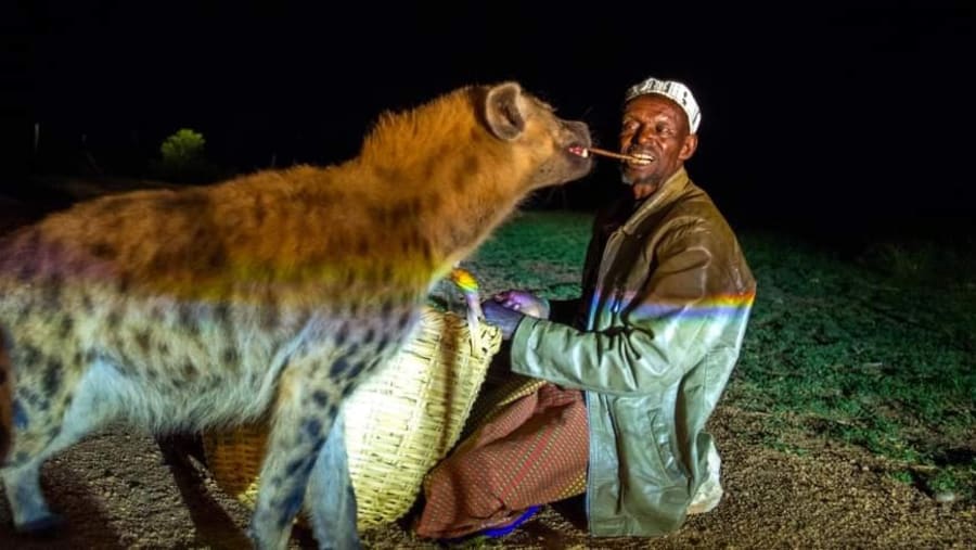 Spotted hyena