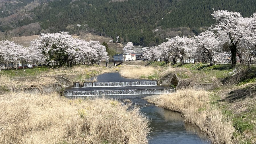Cherries at the Yogo-gawa river