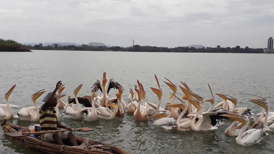 Spot the White pelicans