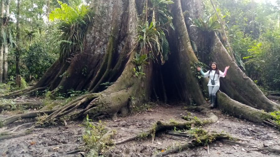Ceiba pentandra