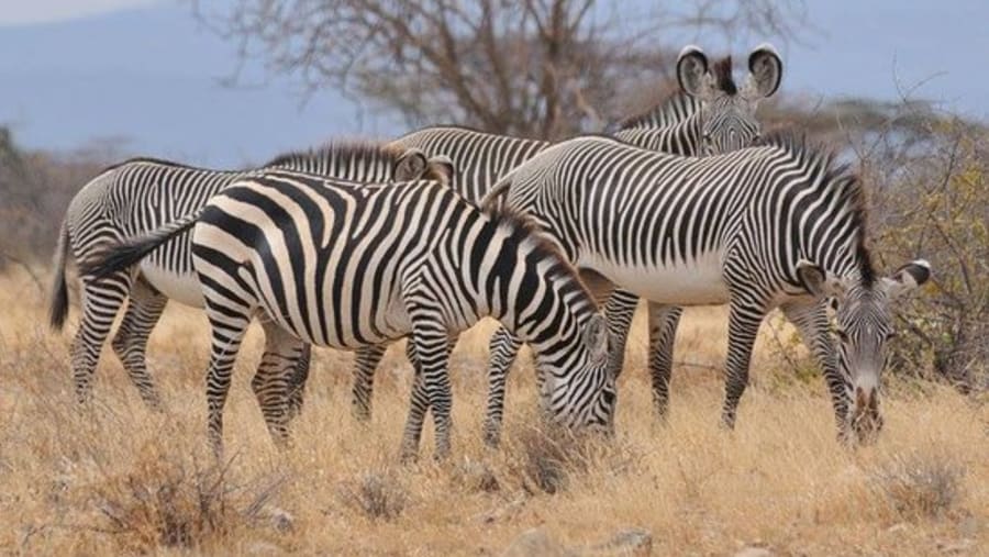 Zebras