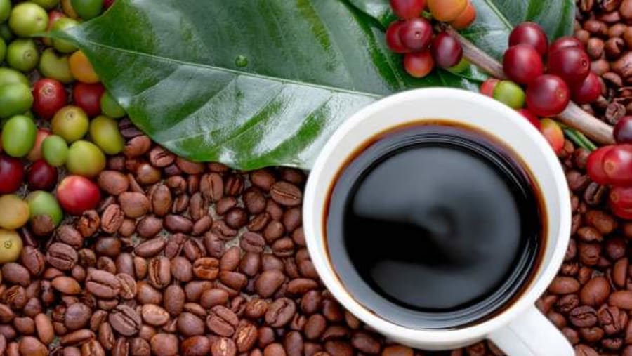 Coffee Farm