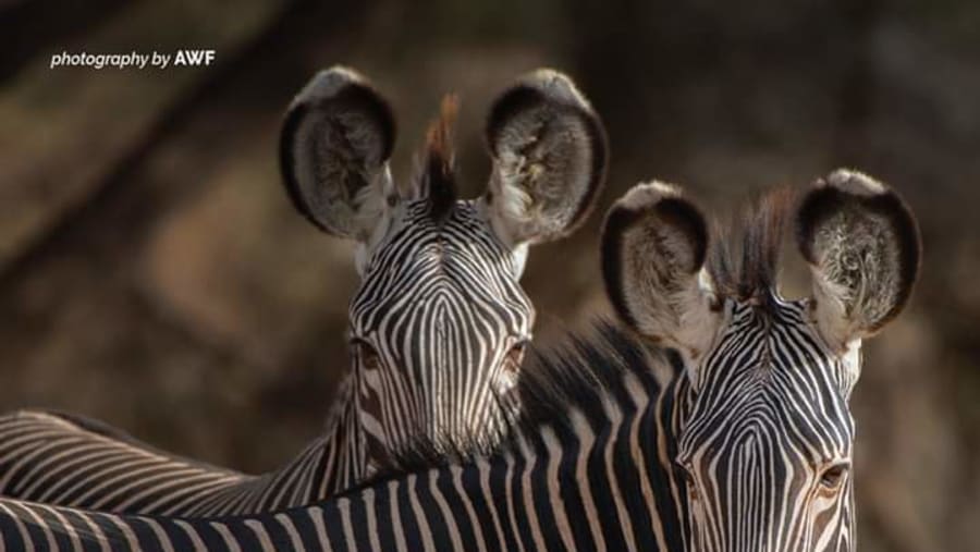 Grevy's Zebras