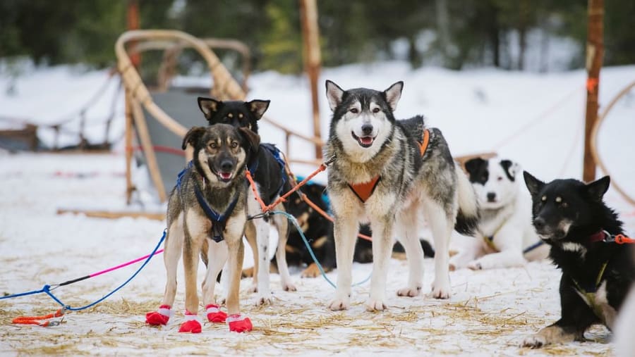 Husky Safari