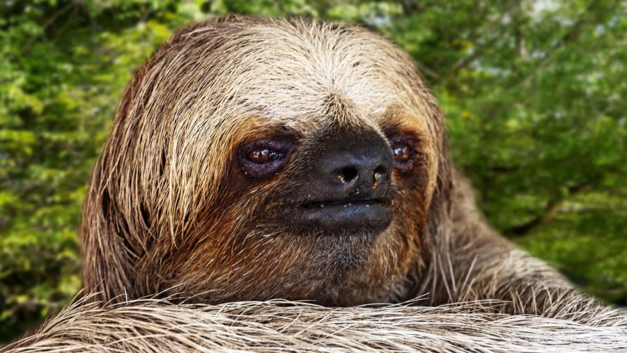 Sloth Sanctuary