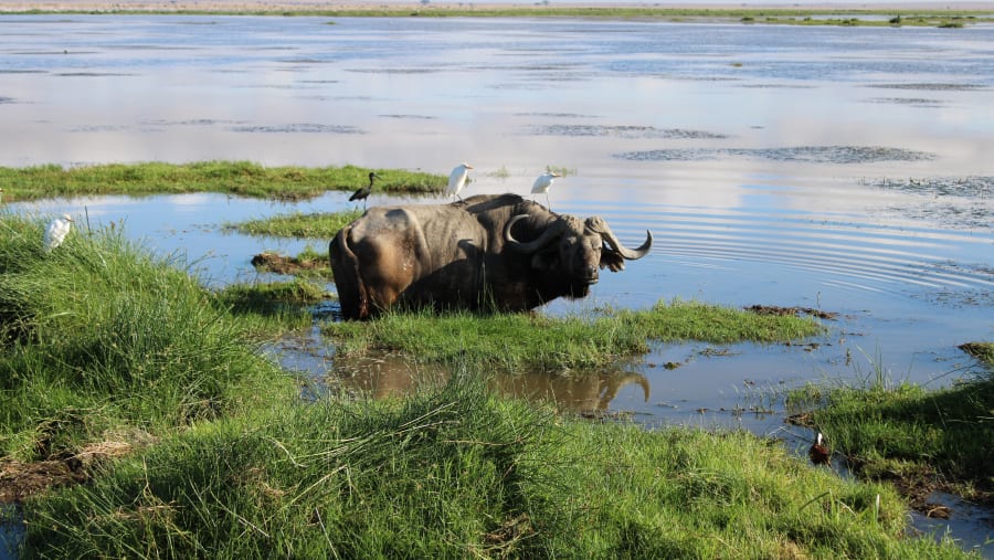 Carabao