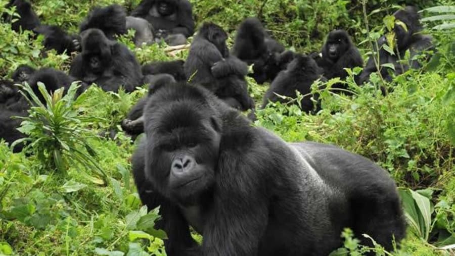 Mountain Gorillas
