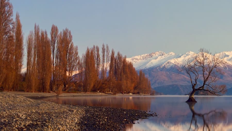 Admire the Wanaka tree