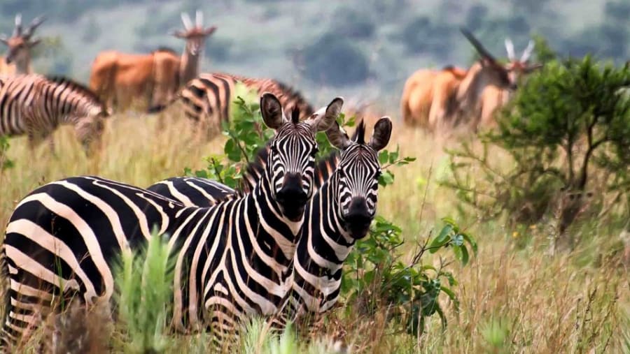 Zebras