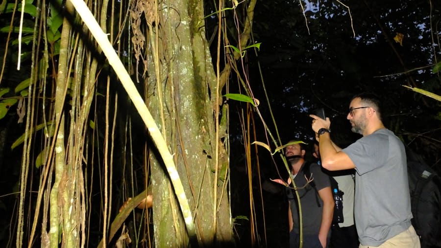 Ayahusca tree