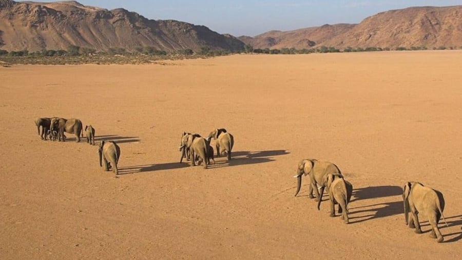 Spot majestic elephant herds