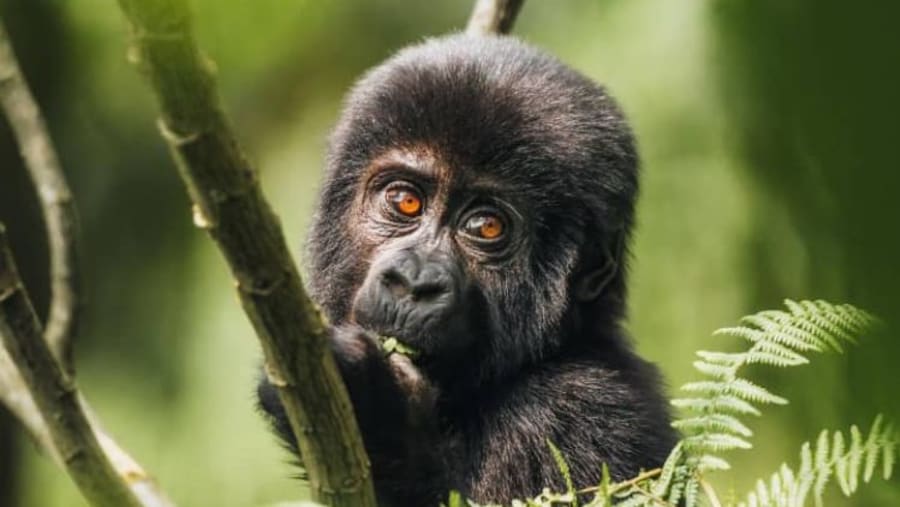 Gorillas spotted in Bwindi Impenetrable Forest