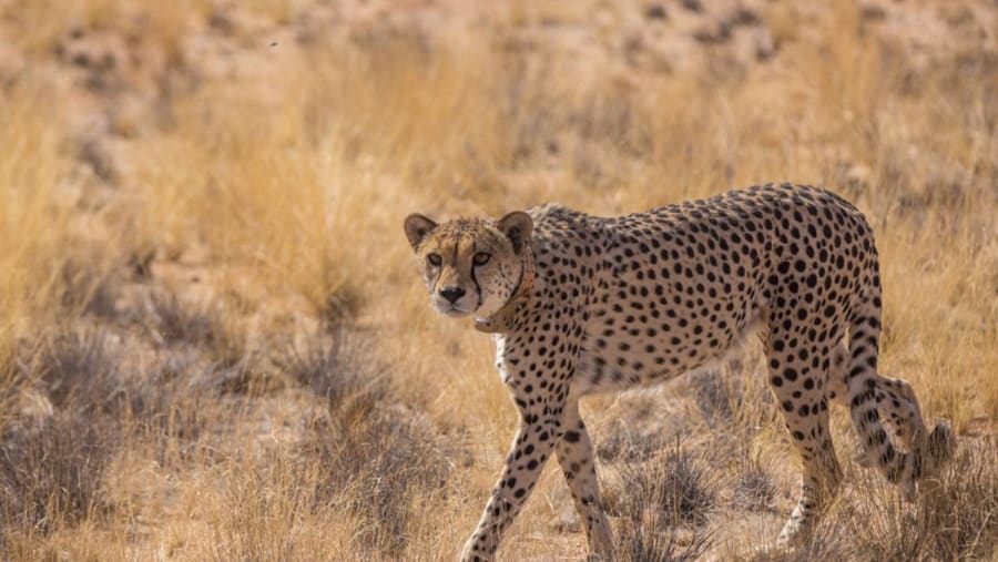 Cheetah