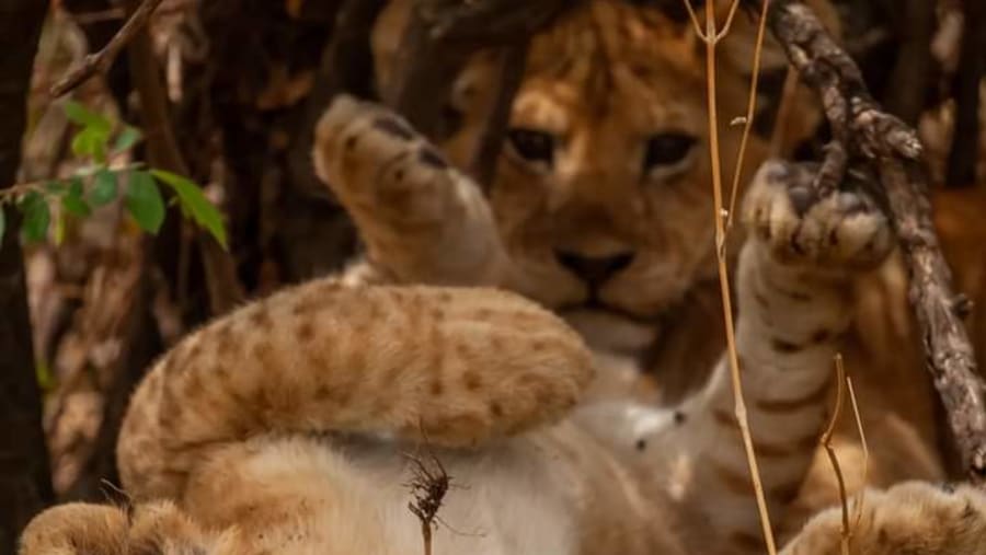 Tanzanian lion cubs