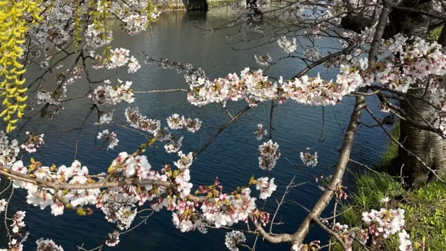 Hikone Castle