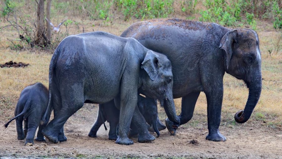 Asian Elephants