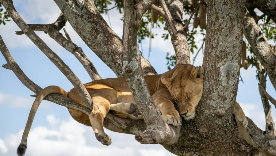Spot the majestic tree climbing lions