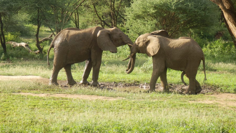 Elephant at Serengeti National Park