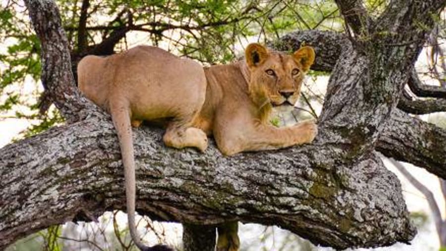 Tarangire National Park- Lion on  A tree
