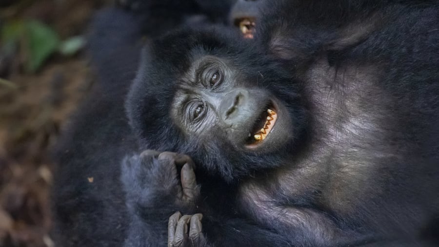 Spot mountain gorillas in Bwindi Impenetrable Forest, Uganda