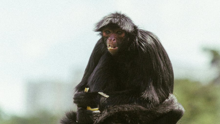 red-faced spider monkey