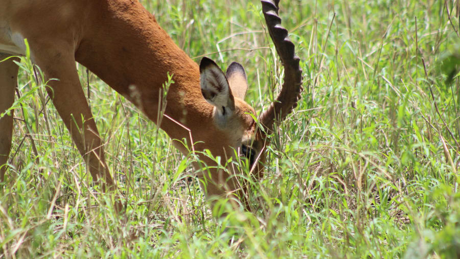 Witness the African wildlife