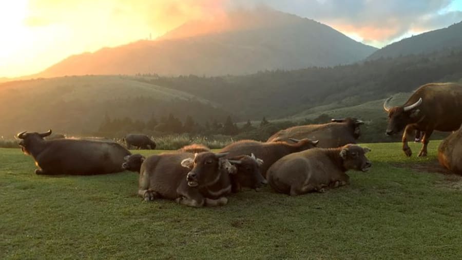 See the wildlife of Yamingshan National Park